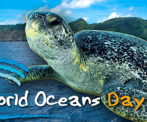 Protect Our Oceans - Gansbaai Weekly Inspiration