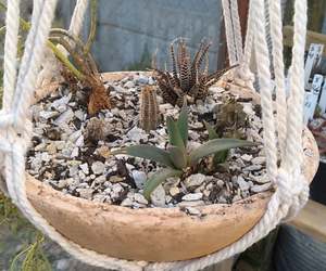 Hanging Clay Pots with Cacti and Succulent Plants