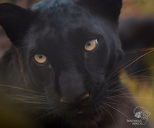 Panthera Africa Family Educational Visits