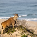 Eland at the beach - who says you can’t do game viewing and whale watching at the same time! De Hoop Collection - Xplorio™ Bredasdorp