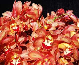 Orchid Potting and Care Workshop - 11 September 2021