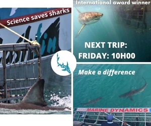Next Marine Dynamics Shark Cage Diving Trip: Friday, 20 August 2021