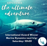 Next Marine Dynamics Shark Cage Diving Trip: Saturday, 21 August 2021