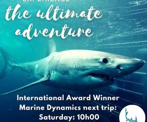 Next Marine Dynamics Shark Cage Diving Trip: Saturday, 21 August 2021