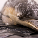 Strandings Research - The Whale Unit - Xplorio™ Hermanus