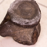 Whale Bone - The Whale Unit - Xplorio™ Hermanus