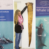 Research of Mammals - The Whale Unit - Xplorio™ Hermanus