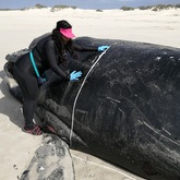 Strandings Research - The Whale Unit - Xplorio™ Hermanus