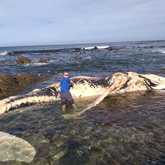 The Whale Unit - Xplorio™ Hermanus