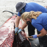 The Whale Unit - Xplorio™ Hermanus