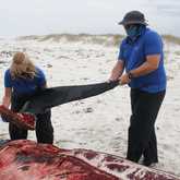 The Whale Unit - Xplorio™ Hermanus