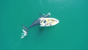 Stranded Marine Animals In The Overberg