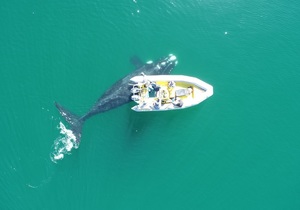 Stranded Marine Animals In The Overberg
