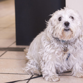 Office Mascot - PostNet Sandbaai - Xplorio™ Hermanus