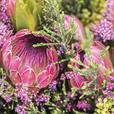 Stanford - Stanford Hills Estate - Flower Farm