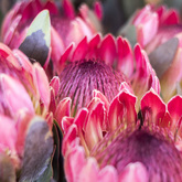 Stanford - Stanford Hills Estate - Proteas For Sale