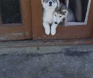 Pet Grooming In Gansbaai - Latest News From Claws & Paws