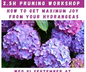 1 September 2021: 2.5 Hour Pruning Workshop