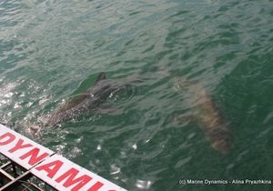 Daily Blog: 29 August 2021 | Shark Cage Diving in South Africa