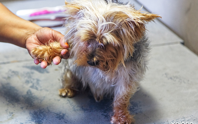 animal_pet_care_pet_parlourclaws_and_paws_12_LowRez_1614757140_1630474255