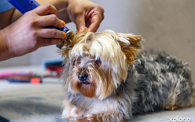 animal_pet_care_pet_parlourclaws_and_paws_16_LowRez_1614757410_1630474254