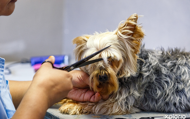 animal_pet_care_pet_parlourclaws_and_paws_17_LowRez_1614756616_1630474254