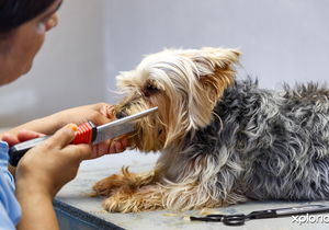 Pet Grooming Services