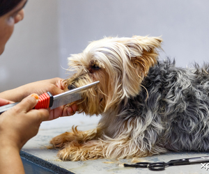 Pet Grooming Services