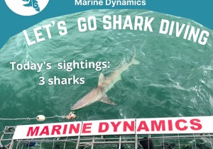 Next Marine Dynamics Shark Cage Diving Trip: Thursday, 2 September 2021