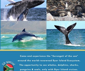 Next Dyer Island Marine Big 5 Tour: Thursday, 2 September 2021