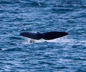 Where are the whales?