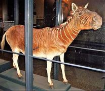 Kaapse Quaggas van ouds het in Europese dieretuine en museums beland