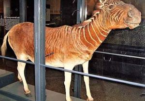 Kaapse Quaggas van ouds het in Europese dieretuine en museums beland