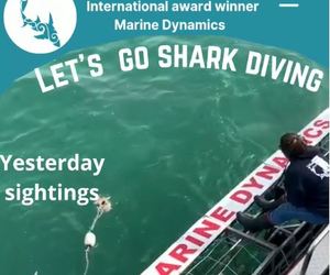 Next Marine Dynamics Shark Cage Diving Trip: 4 September 2021