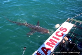 Daily Blog: 06 September 2021 | Shark Cage Diving in South Africa