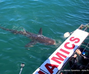Daily Blog: 06 September 2021 | Shark Cage Diving in South Africa