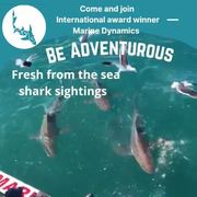 Next Marine Dynamics Shark Cage Diving Trip: 8 September 2021