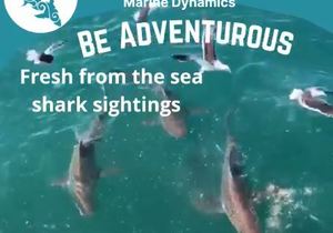 Next Marine Dynamics Shark Cage Diving Trip: 8 September 2021