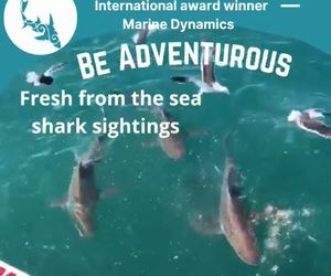 Next Marine Dynamics Shark Cage Diving Trip: 8 September 2021