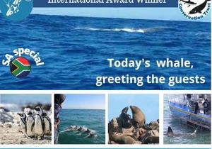 Next Dyer Island Marine Big 5 Tour: 7 September 2021