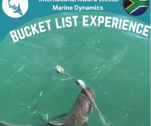 Next Marine Dynamics Shark Cage Diving Trip: 11 September 2021