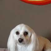 Dog Grooming - Claws & Paws - Xplorio™ Gansbaai