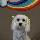 Dog Grooming - Claws & Paws - Xplorio™ Gansbaai