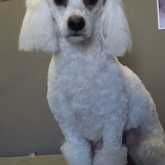 Dog Grooming - Claws & Paws - Xplorio™ Gansbaai