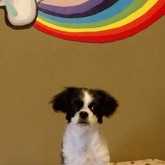 Dog Grooming - Claws & Paws - Xplorio™ Gansbaai