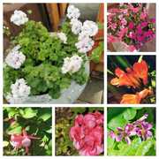 Enjoy lunch, breakfast or brunch in our pretty spring garden!