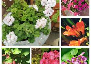 Enjoy lunch, breakfast or brunch in our pretty spring garden!