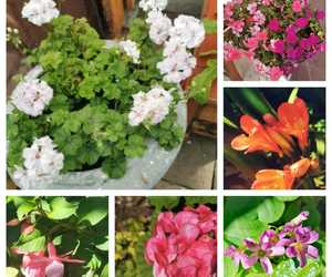 Enjoy lunch, breakfast or brunch in our pretty spring garden!