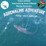 Next Marine Dynamics Shark Cage Diving Trip: 14 September 2021