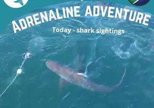 Next Marine Dynamics Shark Cage Diving Trip: 14 September 2021